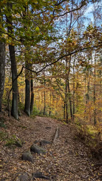 Sonbahar ormanında sarı yapraklarla kaplı güzel bir atmosfer yolu. Altın düşüş. Zirkelstein Tepesi. Sakson İsviçre Ulusal Parkı. Almanya