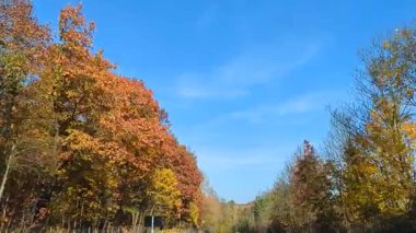 Sonbahar ormanının atmosferik güzel manzarası. Altın sonbahar. Sarı, turuncu ve yeşil ağaçların arasındaki yol güneş ışınlarıyla aydınlatılıyor. Sakson İsviçre. Almanya.