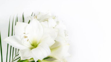 Beyaz arka planda egzotik yeşil yapraklarla süslenmiş güzel beyaz zambaklar. Çiçek kartı. Kapat..