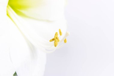 Güzel beyaz zambak çiçeği yaklaş. Polenle kaplı Pistil ve Stamens. Makro. Beyaz arka plan. Tebrik kartı.