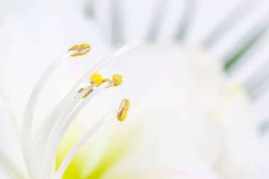 Sarı polenle kaplanmış Pistil ve stamens. Yakın plan. Beyaz arka plan. Egzotik yeşil yapraklarla süslenmiş güzel beyaz zambak çiçeği. Tebrik kartı.