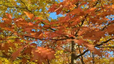 Bataklık meşesinin güzel portakal kırmızısı yaprakları ağaçlarda sallanıyor. Mavi bulutlu güneşli gökyüzünün mavi doğal arka planı. Sonbaharın gelişi kavramı. Kapatın. Boşluğu kopyala.
