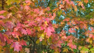 Bataklık meşesinin güzel portakal kırmızısı yaprakları ağaçlarda sallanıyor. Mavi bulutlu güneşli gökyüzünün mavi doğal arka planı. Sonbaharın gelişi kavramı. Kapatın. Boşluğu kopyala.