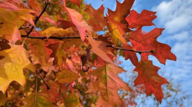 Bataklık meşesinin güzel portakal kırmızısı yaprakları ağaçlarda sallanıyor. Mavi bulutlu güneşli gökyüzünün mavi doğal arka planı. Sonbaharın gelişi kavramı. Kapatın. Boşluğu kopyala.