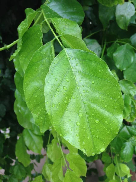 Kapky Vody Velké Zelené Listy Dešti — Stock fotografie
