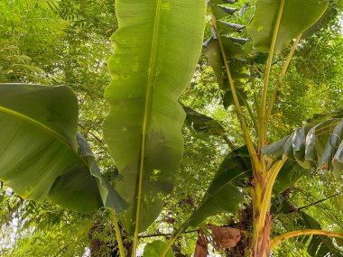 Bir demet yeşillikle muz yaprağı.