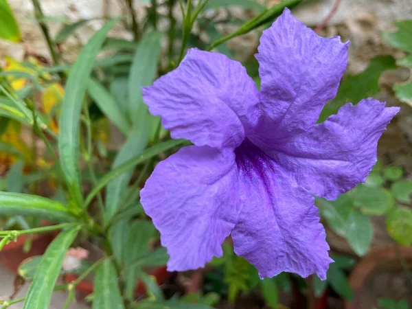 Flor Violeta Con Hoja Verde Jardín — Foto de Stock