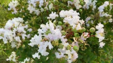 Yeşillik demeti ile Beyaz Renk Çiçeği