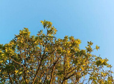 Bir grup yeşil yaprak mavi gökyüzü arkaplanına sahip