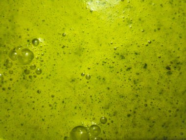 Taze yeşil kişniş turşusu