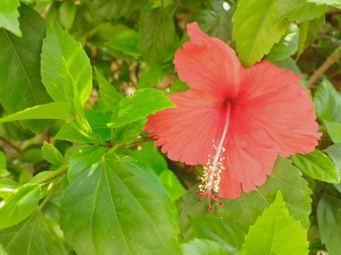 Güzel bir Hibiscus süzülür yeşil yapraklarla