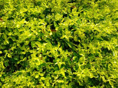 Yeşil Çit parktan ayrılıyor.