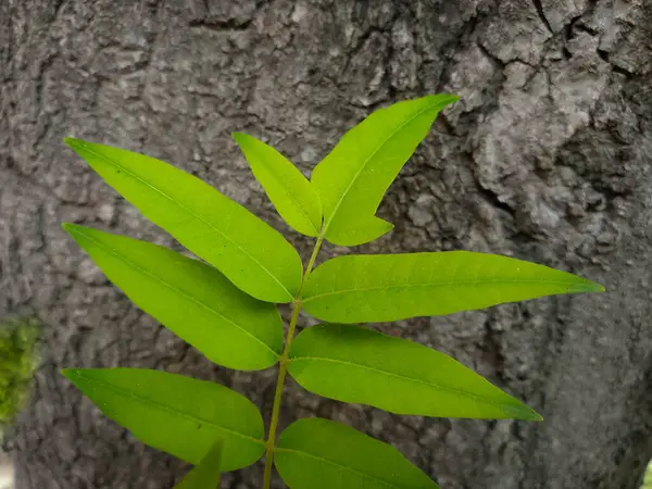 Stock image green leaves grown on wooden stem of the tree