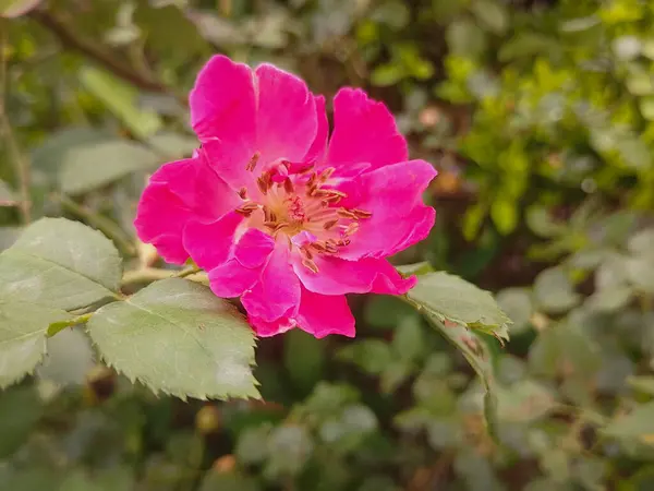 Parkta bir demet yeşil yapraklı pembe çiçek