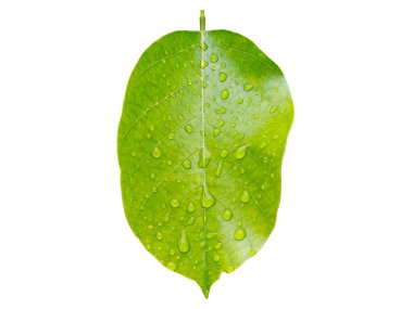 Üzerinde su damlaları olan yeşil yaprak beyaz arkaplanda izole edilmiş.