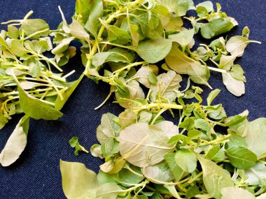 Yapraklı yeşiller - ıspanak (Botanik Adı - Spinacia oleracea)