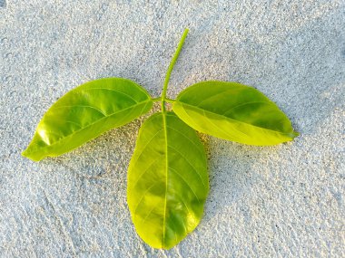 Taze Doğal Yaprak Şubesi sade arka planda izole edildi