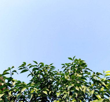 Açık mavi gökyüzü ve düşük açılı turuncu bitki.