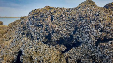 Gel-git Midyeleri - Su Altında Kayalar ve Taşlar