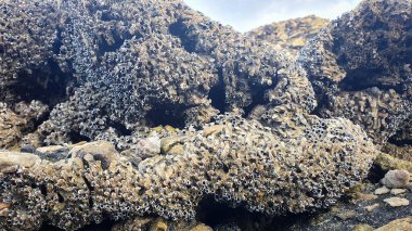 Gel-git Midyeleri - Su Altında Kayalar ve Taşlar