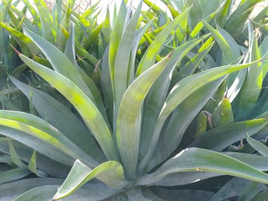Agave meesteriana - Yeşil Büyük Yaprak Bitkisi