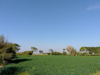 Açık mavi gökyüzü ile kırsal yaşamda güzel bir peyzaj.