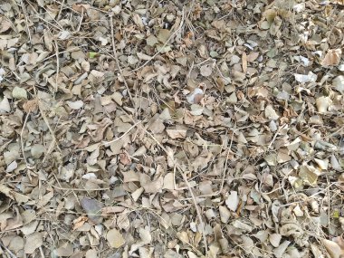 Kuru yapraklar yere düşer.