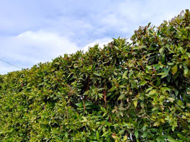 Bitkiler bahçede çit yapar - bitkiler çit yapar