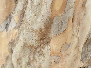 Soyulmuş Ağaç Kabuğu Yakından Görünümü - Ağaç Kabuğu Deseni