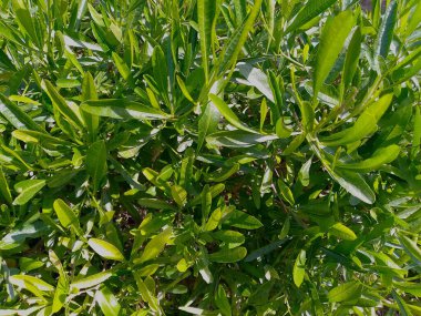 Çalının dallarında yeşil yapraklar