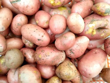 Patates Kapanışı Görünümü Arkaplanı - Organik Taze Taze Türetilmiş Patatesler