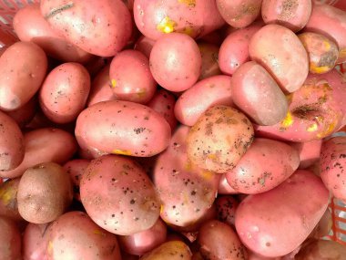 Patates Kapanışı Görünümü Arkaplanı - Organik Taze Taze Türetilmiş Patatesler