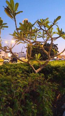 Akşam vakti Yolu 'nun ortasında Güzel Bitki