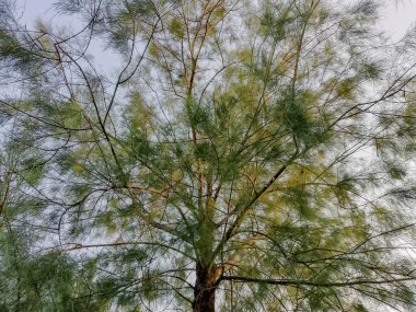 Arka planda gökyüzü olan Casuarina eşdeğerliği.