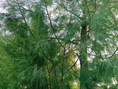 Arka planda gökyüzü olan Casuarina eşdeğerliği.