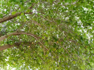 İncir ağaçları (Ficus carica) - Injeer Ağacı olarak bilinir