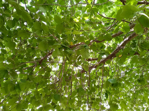 İncir ağaçları (Ficus carica) - Injeer Ağacı olarak bilinir