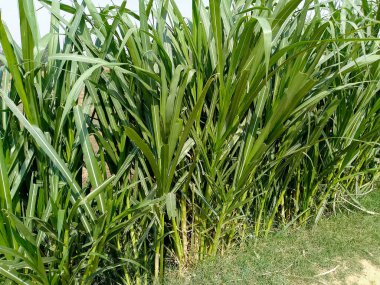 Yeşil Bambu Çimi Mavi Gökyüzü Arkaplanı