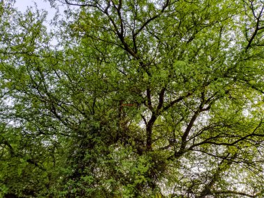 Ağaç dalları olan yeşil yapraklı arkaplan