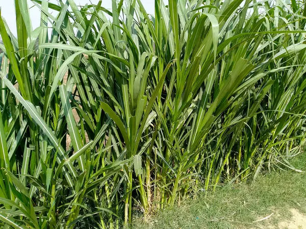 Yeşil Bambu Çimi Mavi Gökyüzü Arkaplanı