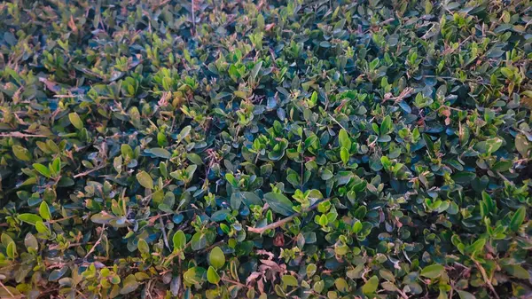 Yeşil Yaprak Çiti - Yeşil Yaprak Duvarı