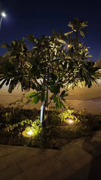 Bahçedeki Güzel Bitkilerle Gece Manzarası