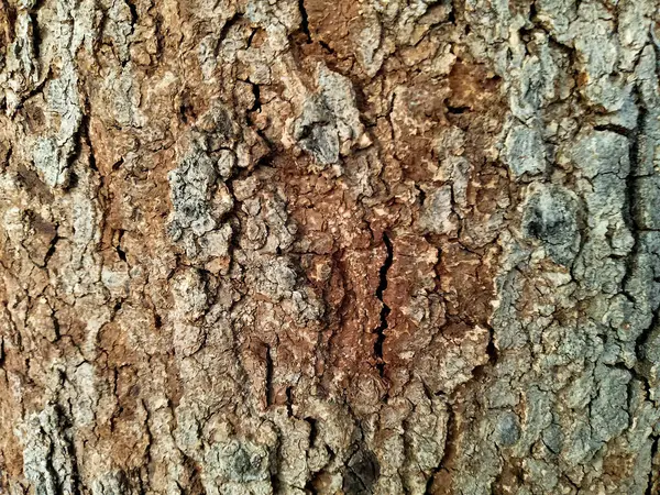 Eski Ağaç Kökü Doku Arkaplanı