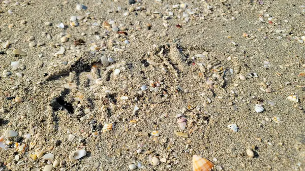 Sahilde deniz kabukları Sahilde deniz kabukları