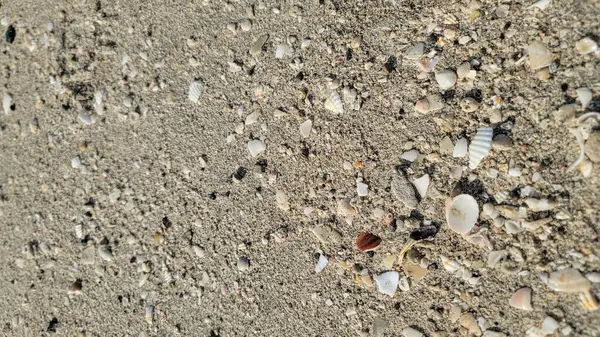 Sahilde deniz kabukları Sahilde deniz kabukları