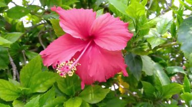 Bahçede yeşil yaprakları olan güzel pembe bir çiçek