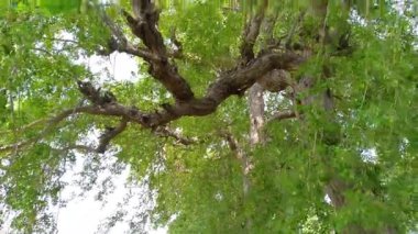 Güçlü Hava Rüzgarı, mavi gökyüzünün önündeki ağaçla vurdu.