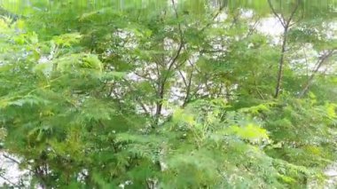 Güçlü Hava Rüzgarı, mavi gökyüzünün önündeki ağaçla vurdu.