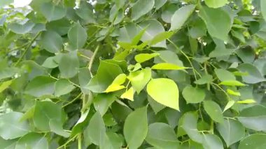 Küçük yeşil yapraklar rüzgarlı arka planda hareket ediyor
