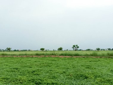 Yeşil Sebze ve Dağılmış Ağaçlarla Açık Alan Huzurlu Gökyüzü Altında